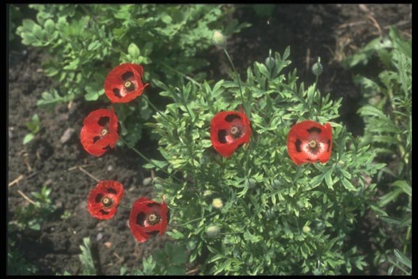 132052 Corn Poppy (Papaver Rhoeas) A4 Photo Print
