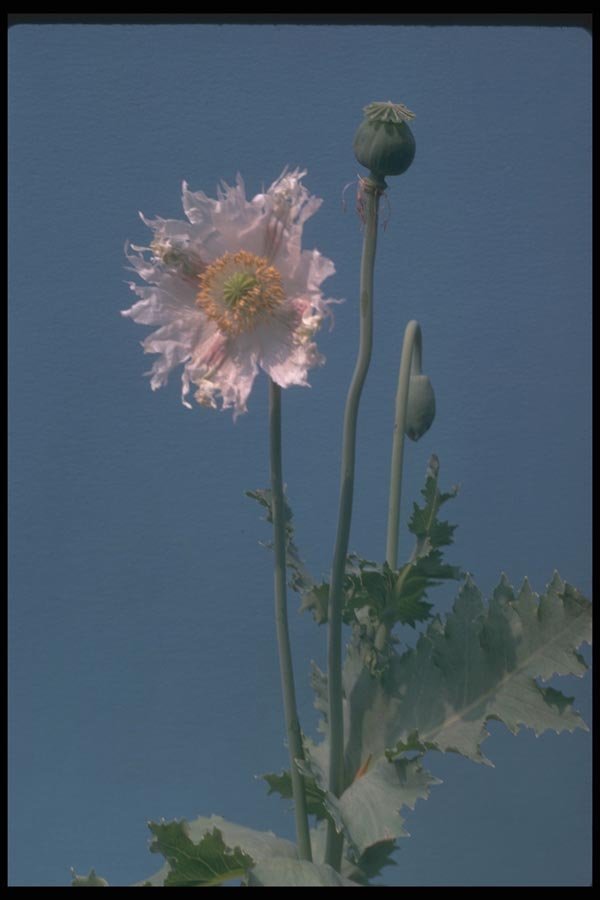 132053 Opium Poppy (Papaver Somniferum) A4 Photo Print