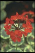 132054 Zonal Geranium (Pelargonium Hortorum) A4 Photo Print