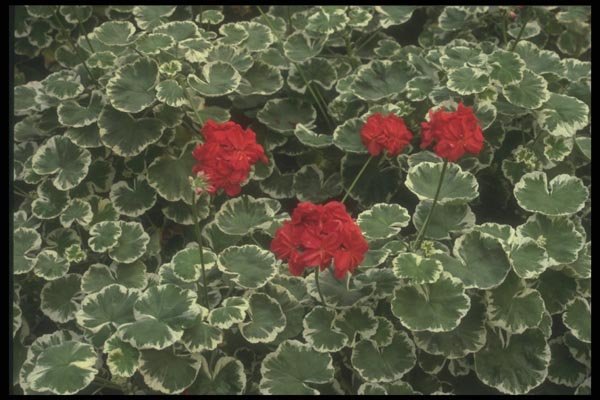 132055 Zonal Geranium (Pelargonium Hortorum) A4 Photo Print