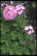 132056 Zonal Geranium (Pelargonium Hortorum) A4 Photo Print