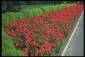 132057 Zonal Geranium (Pelargonium Hortorum) A4 Photo Print