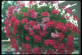 132058 Ivy Geranium (Pelargonium Peltatum) A4 Photo Print