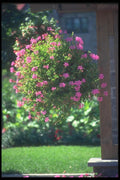 132059 Ivy Geranium (Pelargonium Peltatum) A4 Photo Print