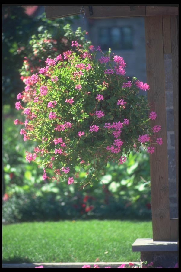 132059 Ivy Geranium (Pelargonium Peltatum) A4 Photo Print