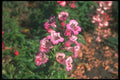 132060 Penstemon (Penstemon Gloxiniodes) A4 Photo Print