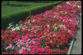 132061 Garden Petunia (Petunia Cv) A4 Photo Print