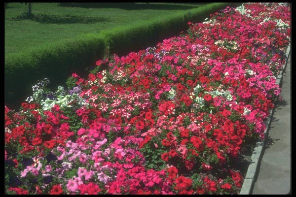 132061 Garden Petunia (Petunia Cv) A4 Photo Print