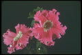132062 Garden Petunia (Petunia Hybrida) A4 Photo Print