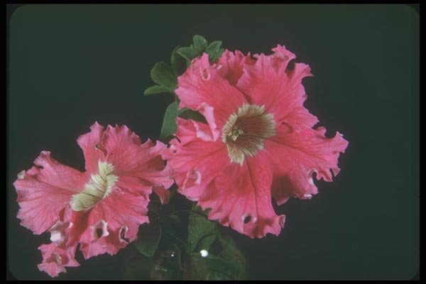 132062 Garden Petunia (Petunia Hybrida) A4 Photo Print