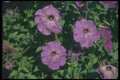 132063 Garden Petunia (Petunia Hybrida) A4 Photo Print
