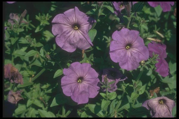 132063 Garden Petunia (Petunia Hybrida) A4 Photo Print