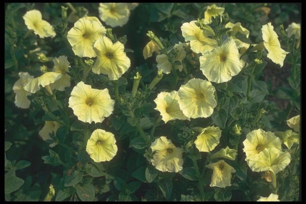 132064 Garden Petunia (Petunia Hybrida) A4 Photo Print