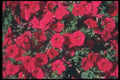 132065 Garden Petunia (Petunia Hybrida) A4 Photo Print