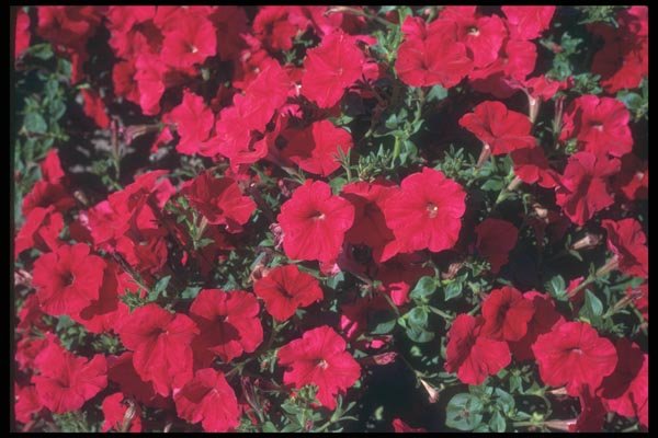 132065 Garden Petunia (Petunia Hybrida) A4 Photo Print