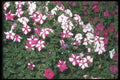 132066 Garden Petunia (Petunia Hybrida) A4 Photo Print