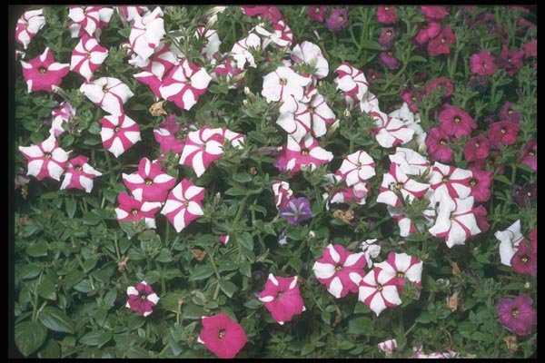 132066 Garden Petunia (Petunia Hybrida) A4 Photo Print