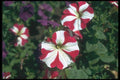 132067 Garden Petunia (Petunia Hybrida) A4 Photo Print
