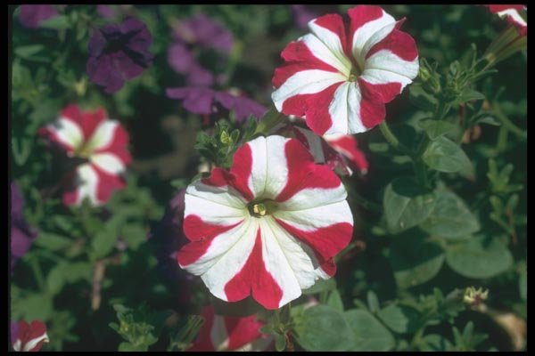 132067 Garden Petunia (Petunia Hybrida) A4 Photo Print