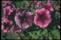 132068 Garden Petunia (Petunia Hybrida) A4 Photo Print