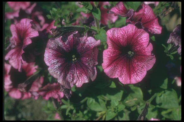 132068 Garden Petunia (Petunia Hybrida) A4 Photo Print