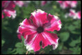 132069 Garden Petunia (Petunia Hybrida) A4 Photo Print
