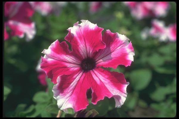 132069 Garden Petunia (Petunia Hybrida) A4 Photo Print