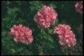 132070 Garden Petunia (Petunia Hybrida) A4 Photo Print