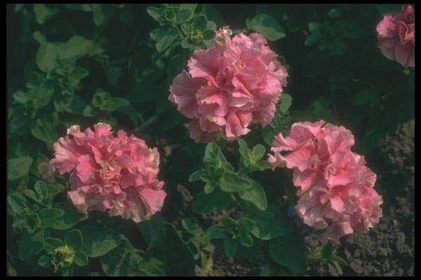 132070 Garden Petunia (Petunia Hybrida) A4 Photo Print