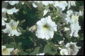 132071 Garden Petunia (Petunia Hybrida) A4 Photo Print