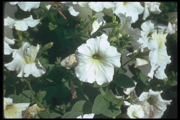 132071 Garden Petunia (Petunia Hybrida) A4 Photo Print