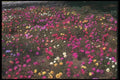 132072 Rose Moss (Portulaca Grandiflora) A4 Photo Print