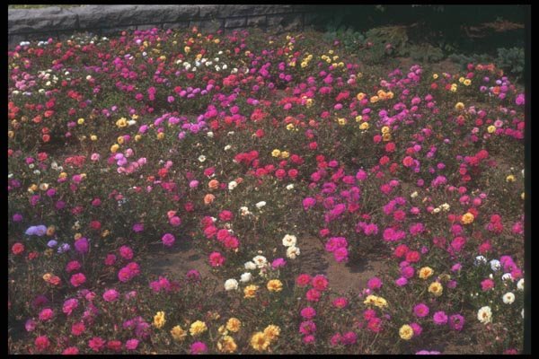 132072 Rose Moss (Portulaca Grandiflora) A4 Photo Print