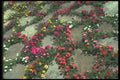 132073 Rose Moss (Portulaca Grandiflora) A4 Photo Print