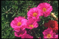 132074 Rose Moss (Portulaca Grandiflora) A4 Photo Print