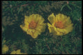 132075 Rose Moss (Portulaca Grandiflora) A4 Photo Print