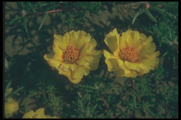 132075 Rose Moss (Portulaca Grandiflora) A4 Photo Print
