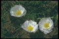 132076 Rose Moss (Portulaca Grandiflora) A4 Photo Print