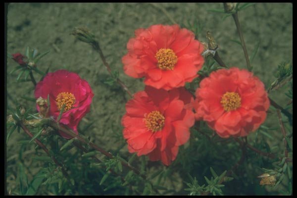 132077 Rose Moss (Portulaca Grandiflora) A4 Photo Print