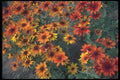 132078 Black Eyed Susan (Rudbeckia Hirta) A4 Photo Print
