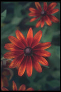 132079 Black Eyed Susan (Rudbeckia Hirta) A4 Photo Print