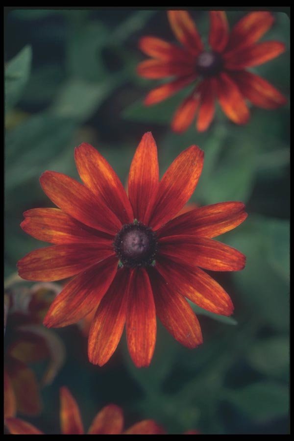 132079 Black Eyed Susan (Rudbeckia Hirta) A4 Photo Print