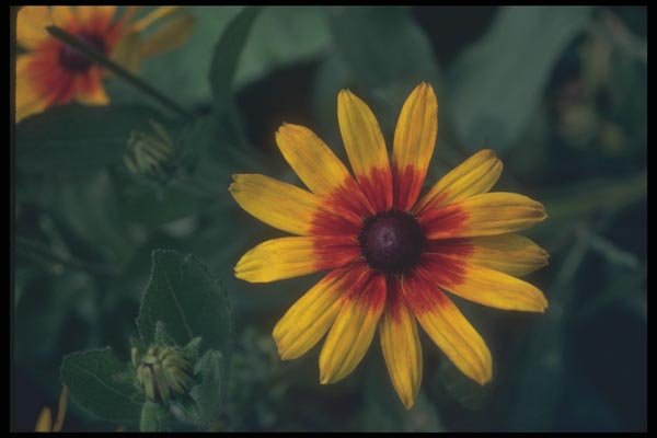 132080 Black Eyed Susan (Rudbeckia Hirta) A4 Photo Print