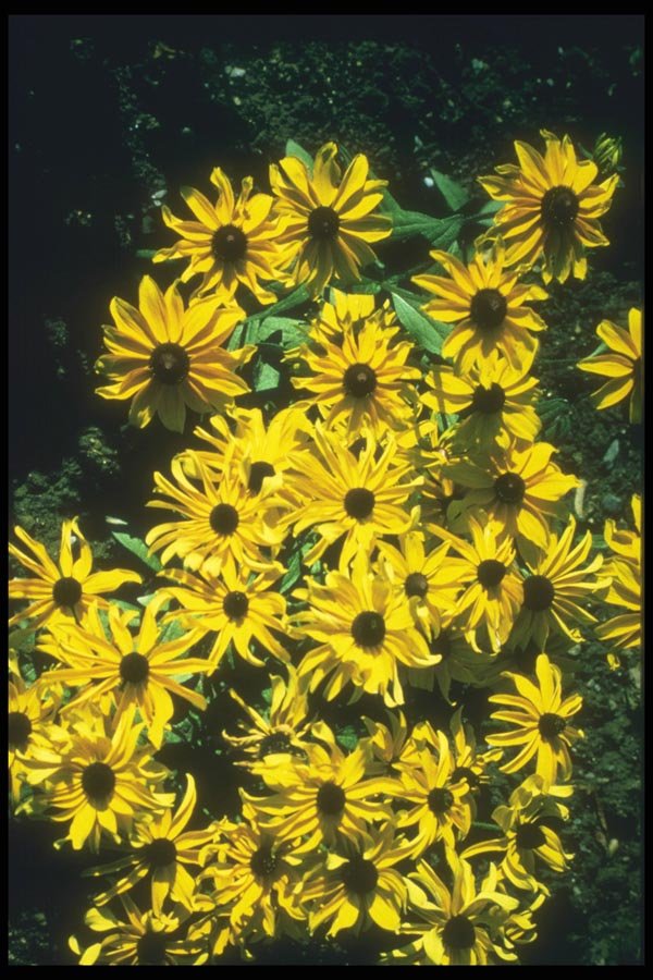 132081 Black Eyed Susan (Rudbeckia Hirta) A4 Photo Print