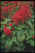 132082 Scarlet Sage (Salvia Splendens) A4 Photo Print