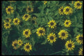 132083 Creeping Zinia (Sanvitlia Procumbens) A4 Photo Print