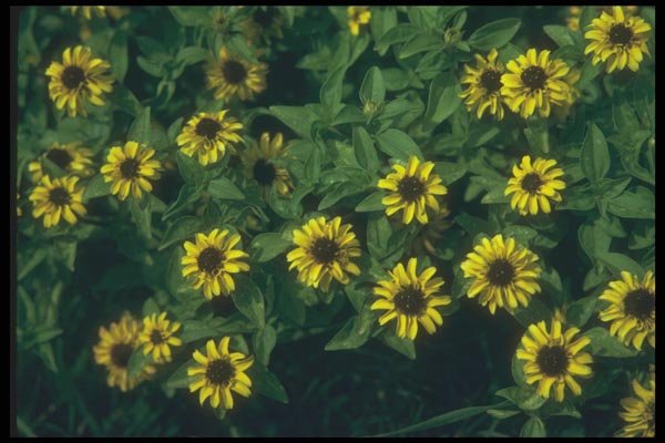 132083 Creeping Zinia (Sanvitlia Procumbens) A4 Photo Print