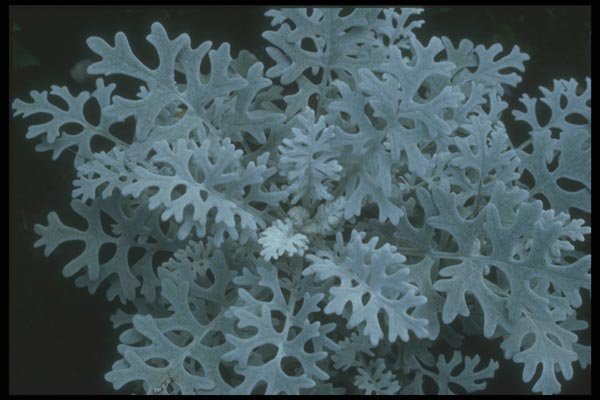 132084 Dusty Miller (Senecio Cineraria) A4 Photo Print
