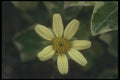 132085 Natal Ivy (Senecio Macroglossus) A4 Photo Print
