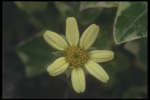 132085 Natal Ivy (Senecio Macroglossus) A4 Photo Print